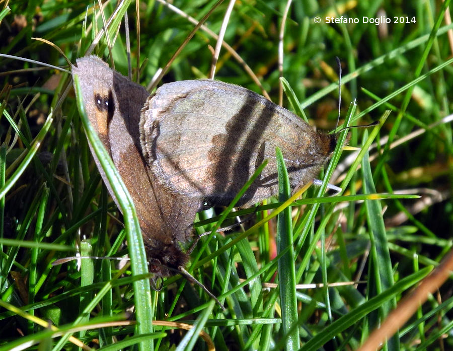 Erebia neoridas